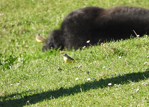 Motacilla flava iberiae  - Juana Oyanguren