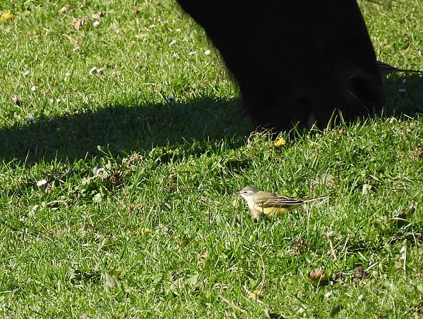 Motacilla flava iberiae  - Juana Oyanguren