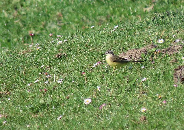 Motacilla flava iberiae  - Juana Oyanguren
