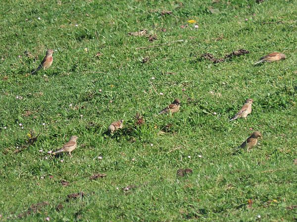 Txoka arrunta  - Juana Oyanguren