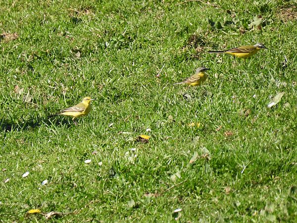 Motacilla flava flava  - Juana Oyanguren