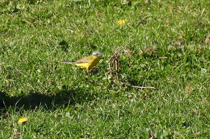 Motacilla flava flava  - Juana Oyanguren