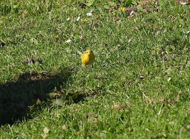Motacilla flava flavissima  - Juana Oyanguren