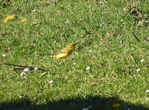 Motacilla flava flavissima  - Juana Oyanguren