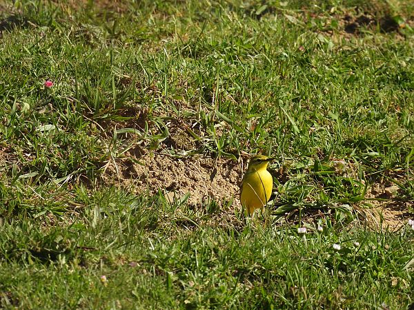 Motacilla flava flavissima  - Juana Oyanguren
