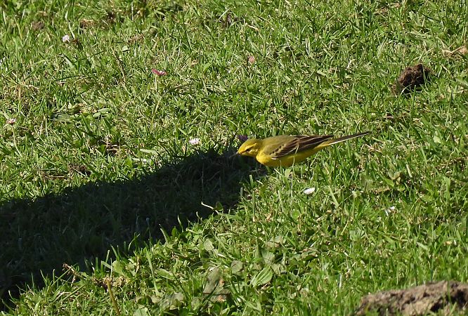 Motacilla flava flavissima  - Juana Oyanguren