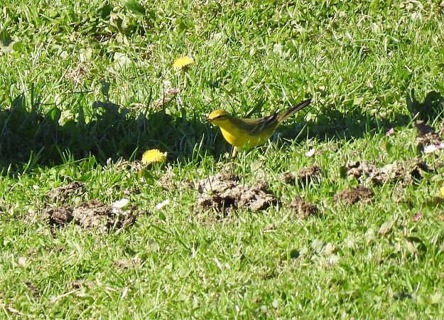 Motacilla flava flavissima  - Juana Oyanguren