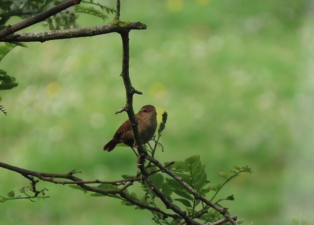 Txepetxa  - Juana Oyanguren