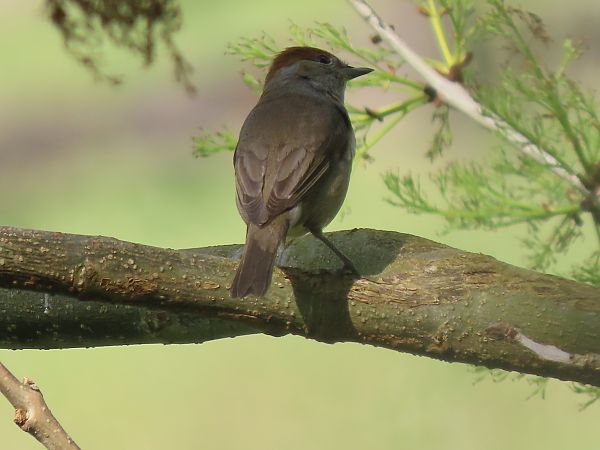 Txinbo kaskabeltza  - Juana Oyanguren