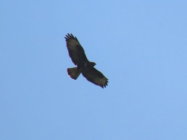 Zapelatz arrunta  - Juana Oyanguren