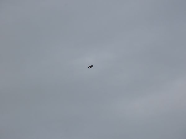 Enara ipurzuria  - Juana Oyanguren