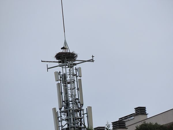 Zikoina zuria  - Juana Oyanguren