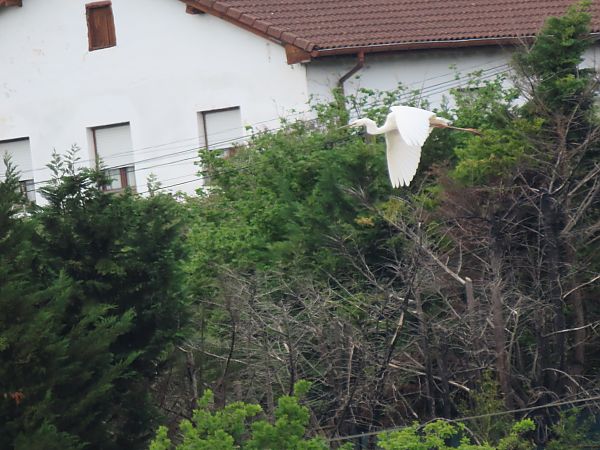 Koartza zuria  - Juana Oyanguren