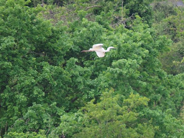 Koartza zuria  - Juana Oyanguren