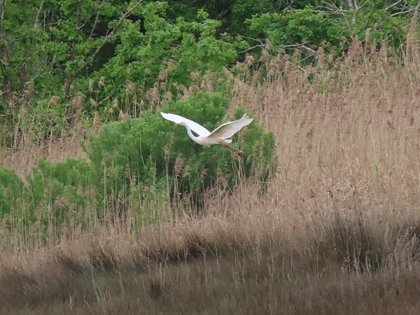 Koartza zuria  - Juana Oyanguren