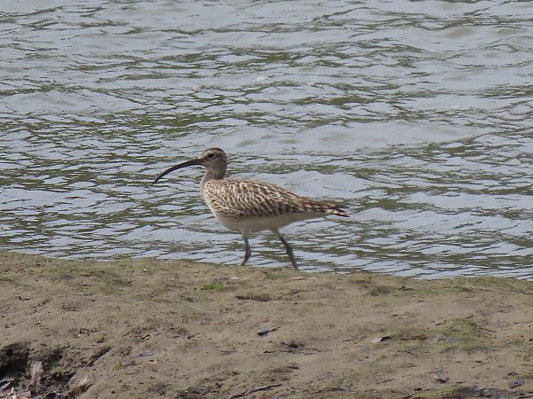 Kurlinta bekainduna  - Juana Oyanguren