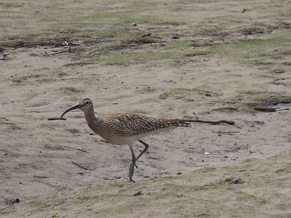 Kurlinta bekainduna  - Juana Oyanguren