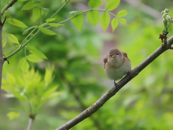 Curruca Mosquitera  - Juana Oyanguren