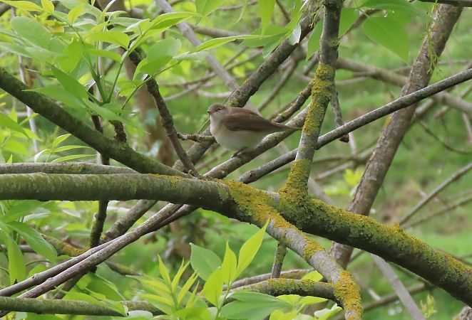 Baso-txinboa  - Juana Oyanguren