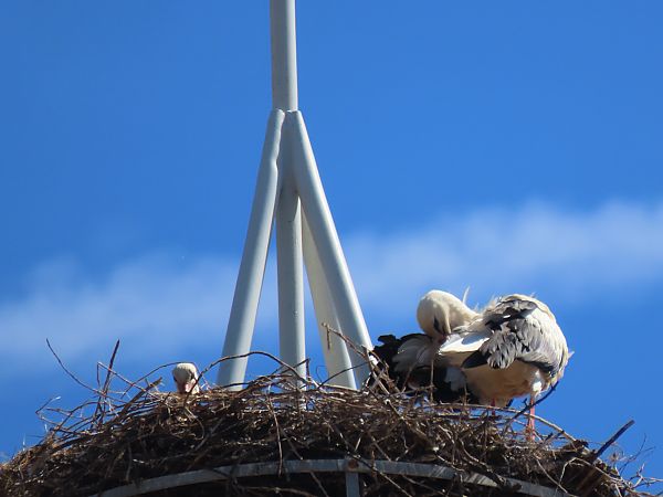 Zikoina zuria  - Juana Oyanguren