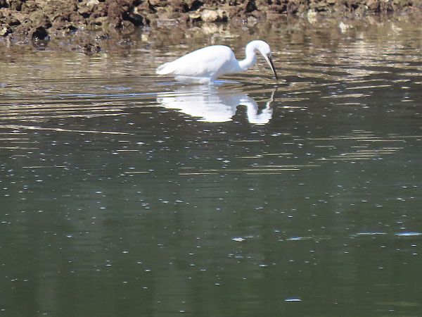 Koartzatxo txikia  - Juana Oyanguren