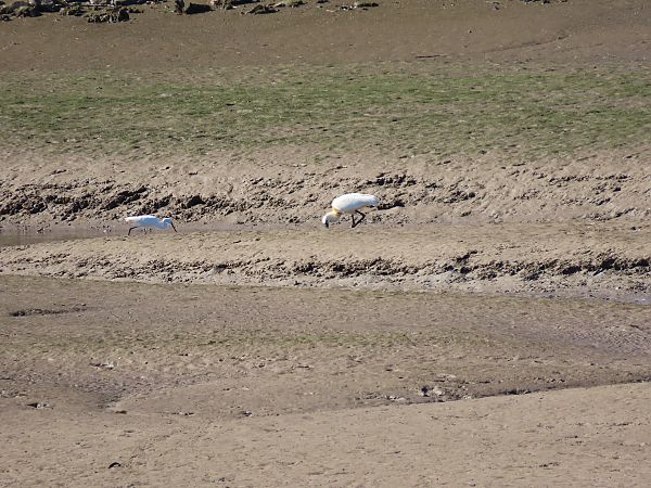 Koartzatxo txikia  - Juana Oyanguren