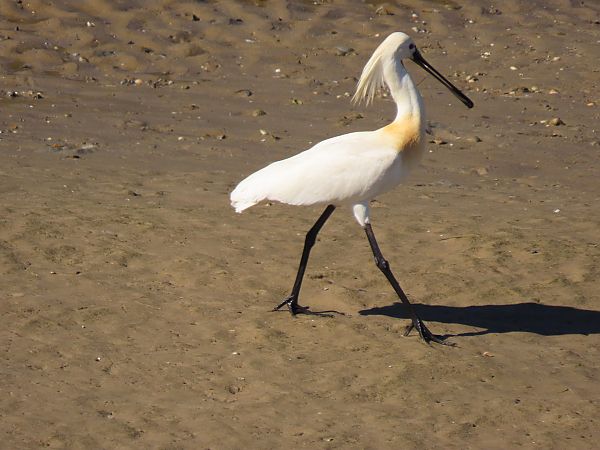 Mokozabal zuria  - Juana Oyanguren