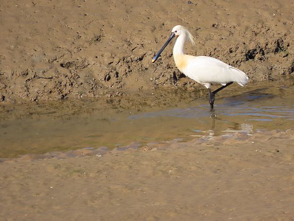 Mokozabal zuria  - Juana Oyanguren