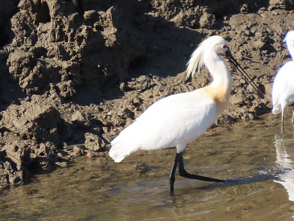 Mokozabal zuria  - Juana Oyanguren