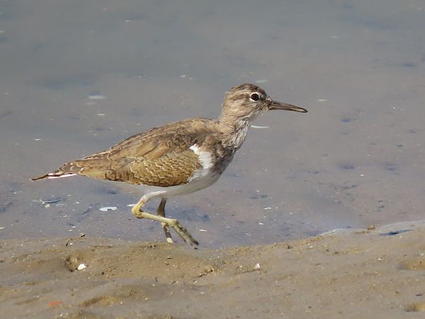 Kuliska txikia  - Juana Oyanguren