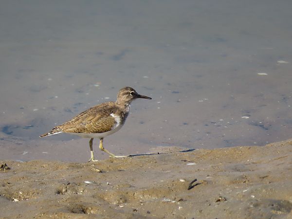 Kuliska txikia  - Juana Oyanguren