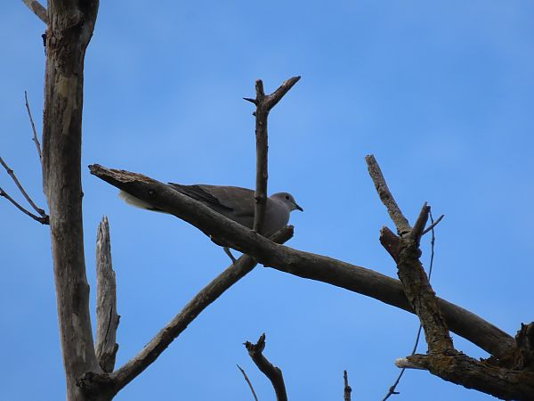 Usapal turkiarra  - Juana Oyanguren