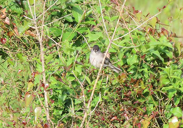 Txinbo kaskabeltza  - Juana Oyanguren