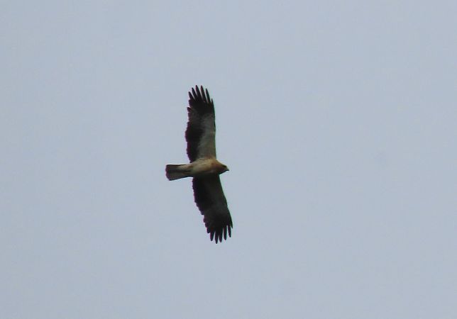 Aguililla Calzada  - Juana Oyanguren