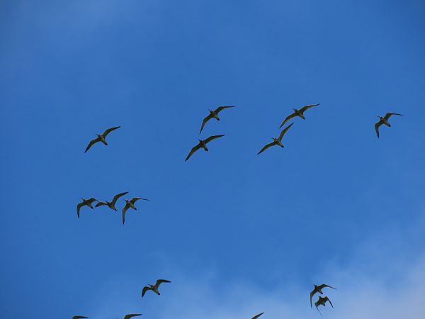 Kurlinta bekainduna  - Juana Oyanguren