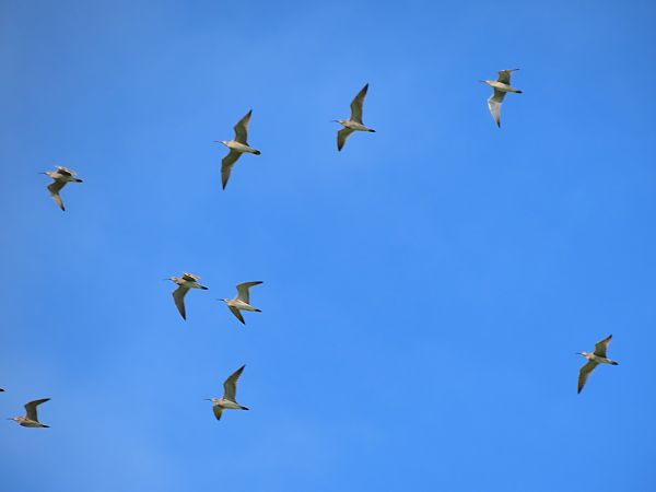 Kurlinta bekainduna  - Juana Oyanguren