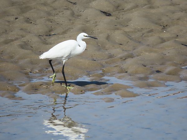 Koartzatxo txikia  - Juana Oyanguren