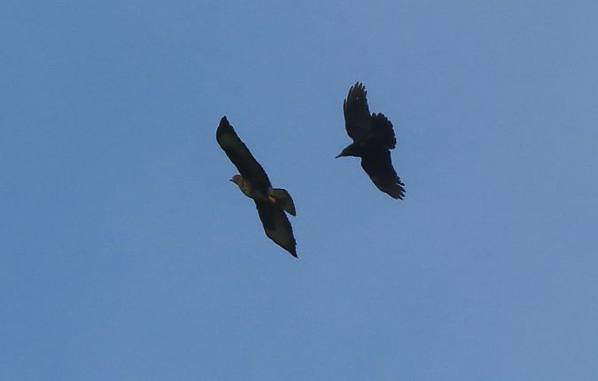 Zapelatz arrunta  - Juana Oyanguren