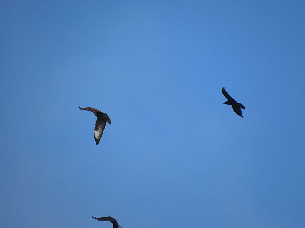 Zapelatz arrunta  - Juana Oyanguren