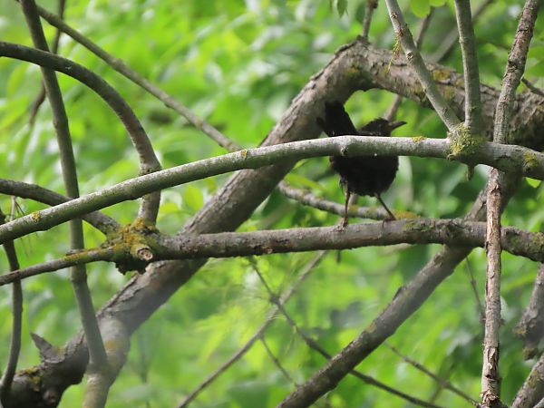 Zozo arrunta  - Juana Oyanguren