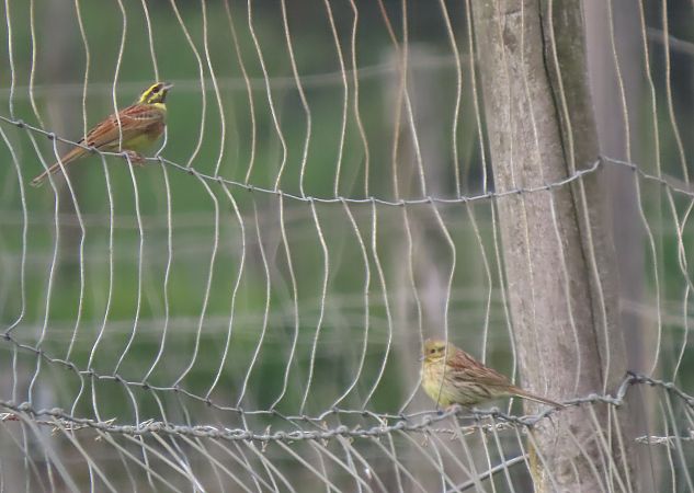 Hesi-berdantza  - Juana Oyanguren