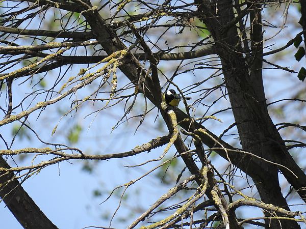 Kaskabeltz handia  - Juana Oyanguren