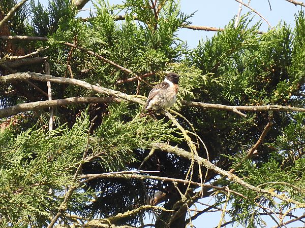 Pitxartxar burubeltza  - Juana Oyanguren