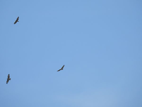 Zapelatz arrunta  - Juana Oyanguren