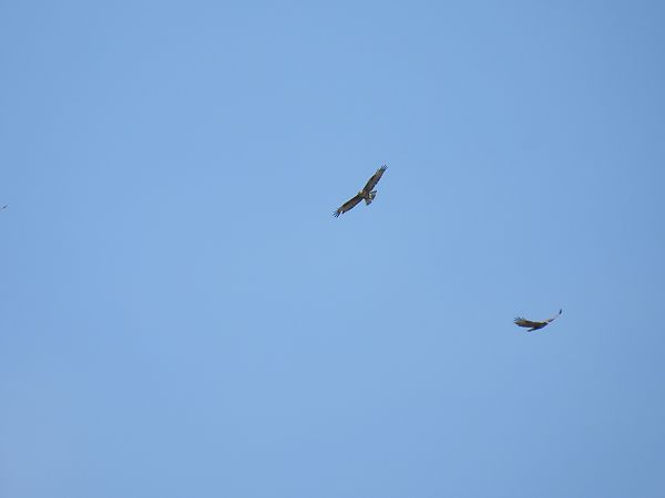 Zapelatz arrunta  - Juana Oyanguren