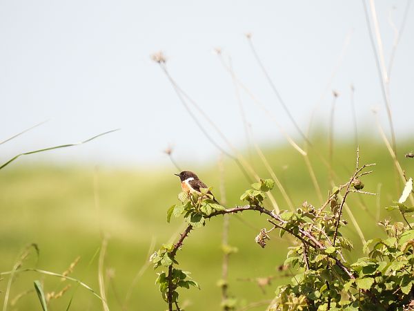 Pitxartxar burubeltza  - Juana Oyanguren