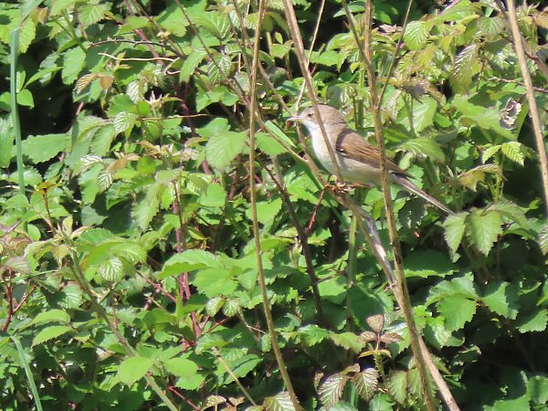 Common Whitethroat  - Juana Oyanguren