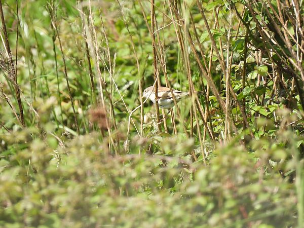 Sasi-txinboa  - Juana Oyanguren