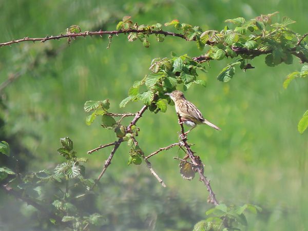 Ihi-txoria  - Juana Oyanguren