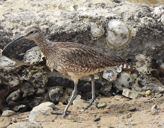 Kurlinta bekainduna  - Juana Oyanguren